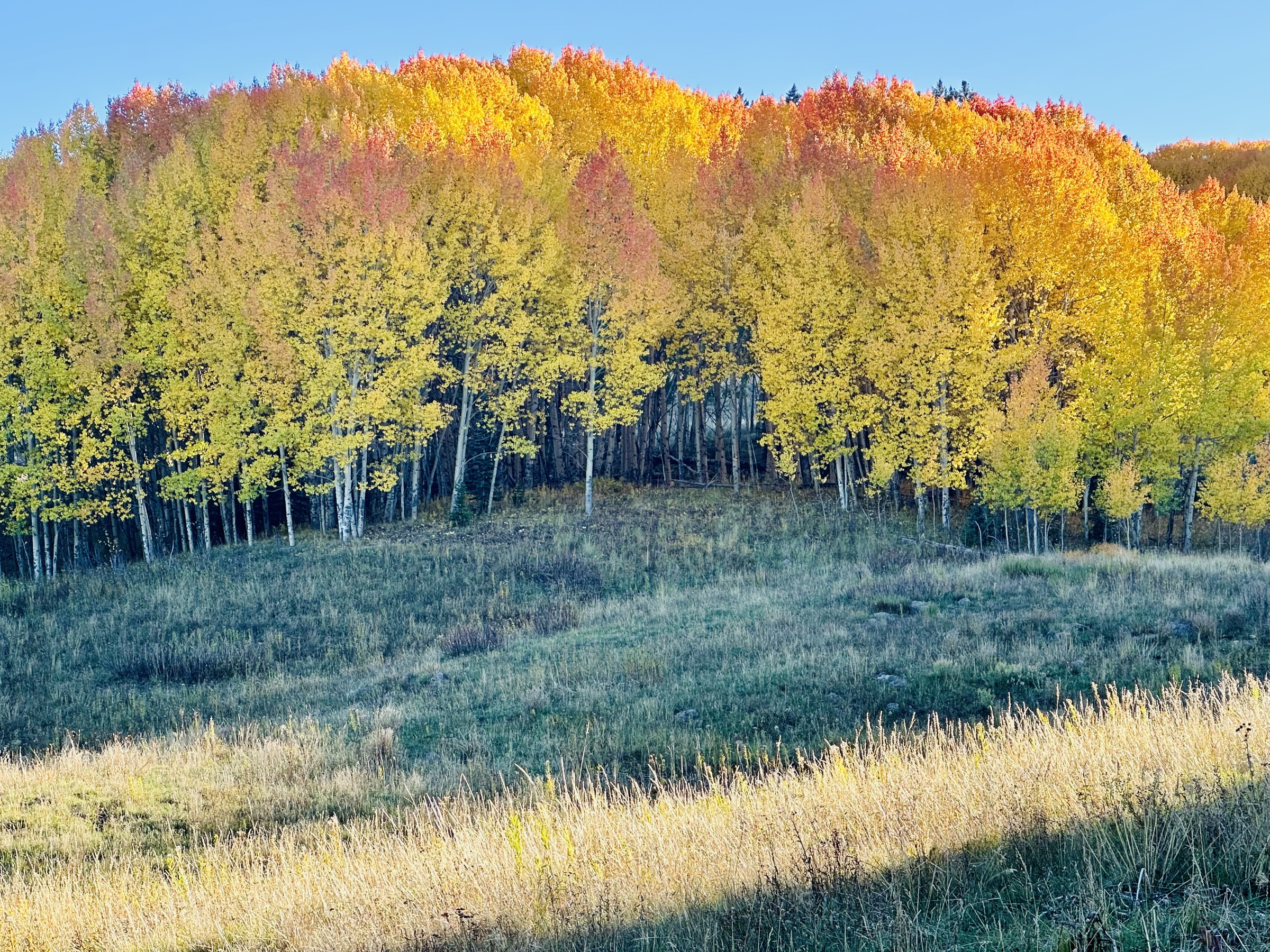 Aspens turning above a frosted meadow