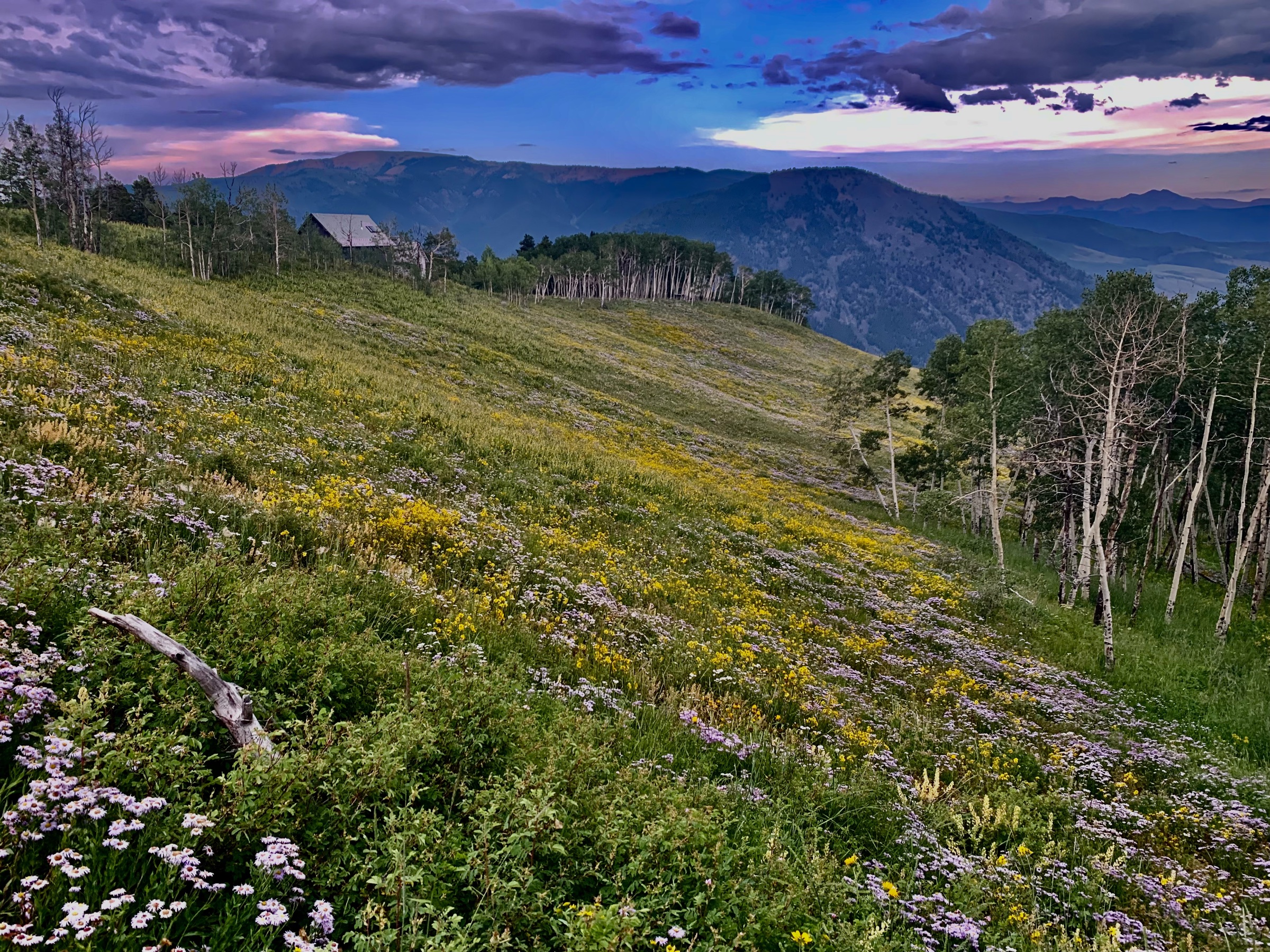 Wildflowers at sunset in the Colorado high country