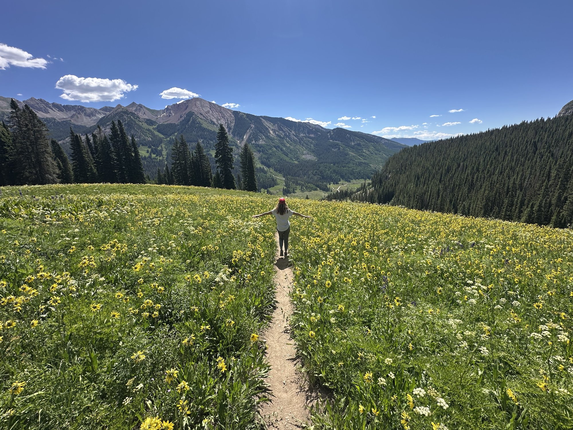 A trail through wildflowers toward the mountains
