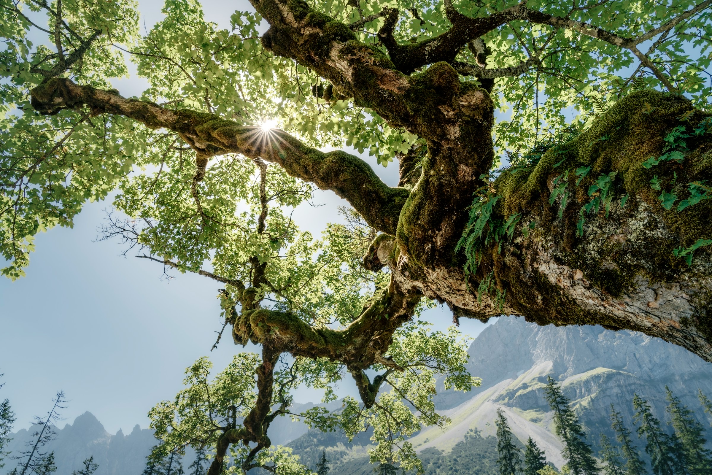 Sun through an old tree above the peaks